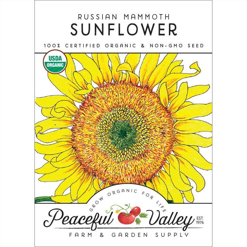 Peaceful Valley Russian Mammoth Sunflower Seeds - Thumbnail 3