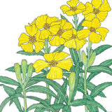 Mexican Tarragon Seeds (Organic)