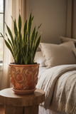 Snake Plant Cylindrica - 6" Pot - NURSERY POT ONLY