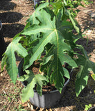 Potted Red Lady Papaya Dwarf Tree with large green leaves on a natural background