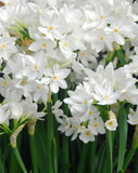 Close-up of white flowers with green stems
