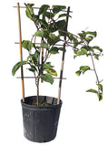 Potted Yellow Passion Fruit Vine, Maracuya Amarillo with a trellis on a white background