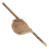 Praying Mantids Tenodera ardefolia sinensis eggs with a stick on a white background