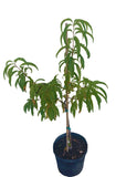 Potted Tropic Beauty Dwarf Peach Tree Grafted  Low Chill, Self-Fertile, Sweet & Juicy Fruit for Warm Climates with green leaves on a white background