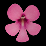 Pink Pinguicula "Peaches" flower with a black background