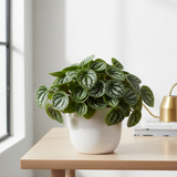 Peperomia Thailand