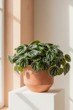 Peperomia Thailand - 4" Pot - NURSERY POT ONLY