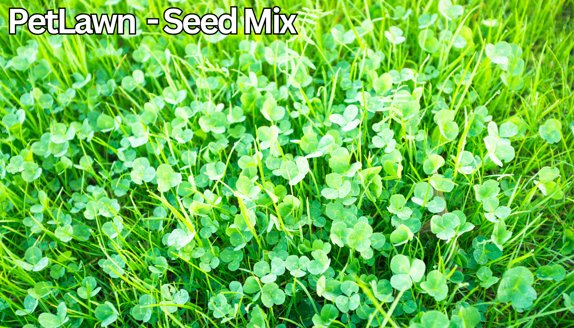 planting grass seed with dogs PetLawn™ Dog-Friendly Lawn Mix – Durable, Pet-Safe Grass & Clover Blen