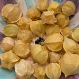 Pineapple Ground Cherry Seeds – Heirloom Husk Cherry, Sweet Tropical Flavor