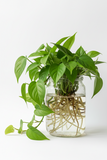 2 Philodendron Variety Pack - 4" Pots