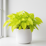 Golden Pothos 6" Pot