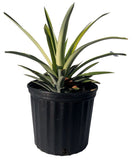 White Jade Pineapple Plant in a black pot on a white background