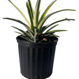 Elite Gold Pineapple Plant in a black pot on a white background