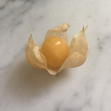 Pineapple Ground Cherry Seeds – Heirloom Husk Cherry, Sweet Tropical Flavor