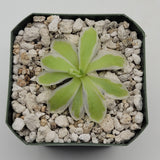 Small Pinguicula "Snow Queen" plant in a pot with pebbles on a light gray background