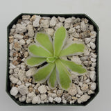 Green Pinguicula "Snow Queen" plant in a pot with decorative pebbles on a light gray background