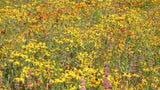 Field of wildflowers with a mix of yellow, purple, and green colors. Western Wonders Native Wildflower Mix
