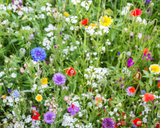Colorful wildflowers in a field Pollinator Paradise Native Mix