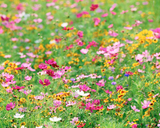 Field of colorful flowers with a blurred background Pollinator Paradise Native Mix