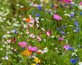 Colorful field of wildflowers with a close-up of pink flowers in the foreground. Pollinator Paradise Native Mix