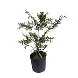 Potted Wonderful Pomegranate Tree with green leaves on a white background