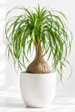 Palm Ponytail - 6" Pot - NURSERY POT ONLY