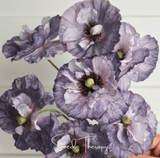 Amazing Grey Poppy – 25 Seeds