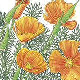 Poppy, California Golden  with green leaves on a white background