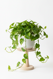 Pothos 'Golden' - 4" Pot - NURSERY POT ONLY