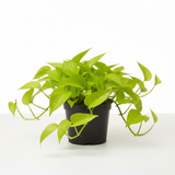 Pothos 'Neon' - 4" Pot - NURSERY POT ONLY