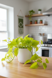 Golden Pothos 6" Pot