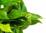 Epipremnum aureum 'Pothos'