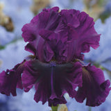 Close-up of a vibrant For Veronica Bearded Iris flower with a blurred floral background