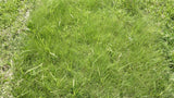 Close-up of green grass with a focus on texture TrueGrass Native Grass Seed - The No Maintenance Native Lawn, Drought-Tolerant, Eco-Friendly Grass Blend