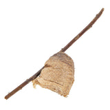 Praying Mantids Tenodera ardefolia sinensis eggs on a stick with a white background