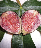 Halved Violet de Bordeaux Dwarf, Fig Tree on a green leaf