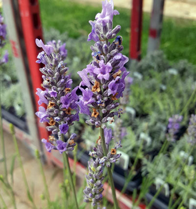 Purple lavender flowers with a blurred background