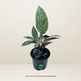 Potted Purple Sword Apoballis Lavallaei - Rare Tropical Plant with a visible EF logo on a plain background