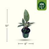 Potted Purple Sword Apoballis Lavallaei - Rare Tropical Plant with dimensions and an ELF logo on a white background