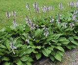 Hosta plants with large green leaves and tall spikes of light purple bell-shaped flowers growing in a garden bed beside a gravel path and grass.