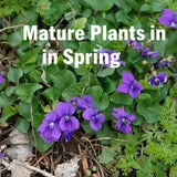 Purple flowers and green plants with text 'Mature Plants in Spring' on a natural background.