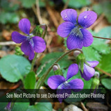 Purple Violet Live Plant – Viola sororia – Maryland Native Shade Groundcover, Zones 3–8