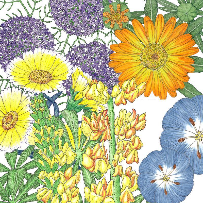 Peaceful Valley Flowering Pollinator Mix - Thumbnail 2