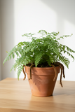 Rabbit's Foot Fern