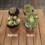 Four potted plants on a wooden surface with labels 'Regular mix' and 'Our mix'.