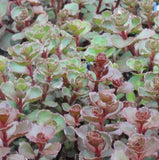 Sedum spurium 'Red Carpet