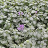 Lamium maculatum 'Red Nancy' in 4.5 inch Pots - Flat of 10