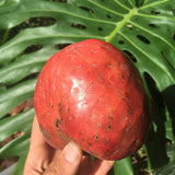 Red Custard Apple held by a hand with a large green leaf in the background
