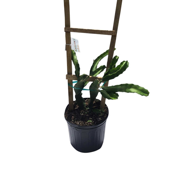 Edgar Baby Dragon Fruit, Pitaya with a wooden stake on a white background