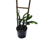 Edgar Baby Dragon Fruit, Pitaya with a wooden stake on a white background